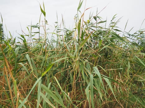 Common reed, or southern reed, Phragmites australis, a tall perennial grass of the genus Reed. Flora of the estuary. Moisture-loving plant. Soils with close standing groundwater. Stormy weather