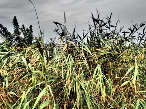 Common reed, or southern reed, Phragmites australis, a tall perennial grass of the genus Reed. Flora of the estuary. Moisture-loving plant. Soils with close standing groundwater. Stormy weather