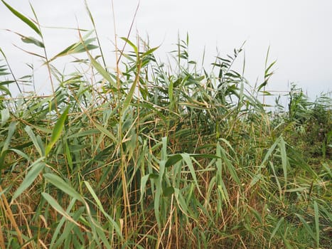 Common reed, or southern reed, Phragmites australis, a tall perennial grass of the genus Reed. Flora of the estuary. Moisture-loving plant. Soils with close standing groundwater. Stormy weather