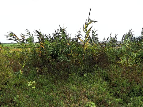 Common reed, or southern reed, Phragmites australis, a tall perennial grass of the genus Reed. Flora of the estuary. Moisture-loving plant. Soils with close standing groundwater. Stormy weather