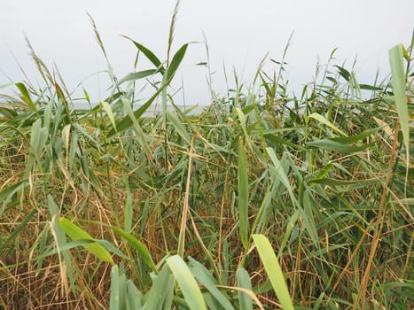 Common reed, or southern reed, Phragmites australis, a tall perennial grass of the genus Reed. Flora of the estuary. Moisture-loving plant. Soils with close standing groundwater. Stormy weather
