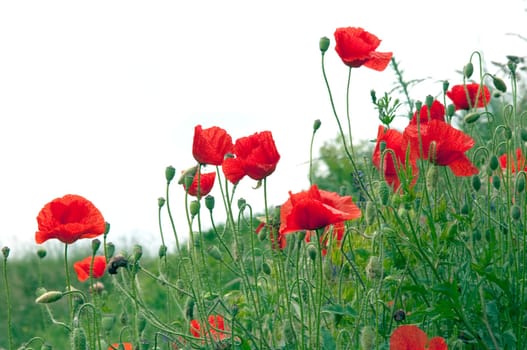 Klatschmohn  Papaver, rhoeas  Ackerpflanzen