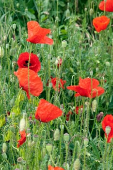 Klatschmohn  Papaver, rhoeas  Ackerpflanzen