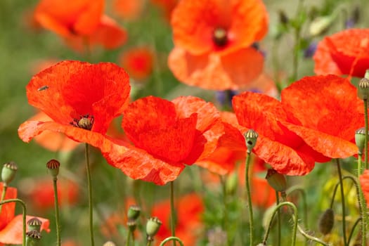 Klatschmohn  Papaver, rhoeas  Ackerpflanzen