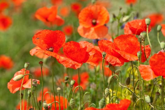 Klatschmohn  Papaver, rhoeas  Ackerpflanzen