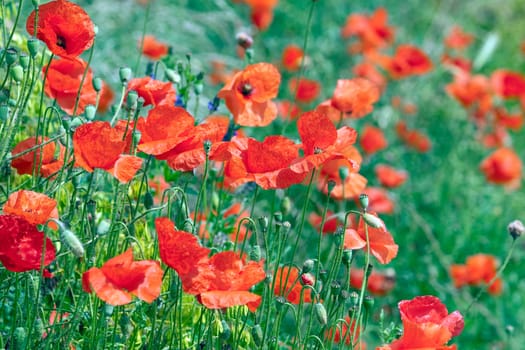 Klatschmohn  Papaver, rhoeas  Ackerpflanzen
