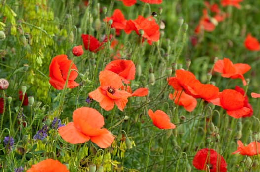 Klatschmohn  Papaver, rhoeas  Ackerpflanzen