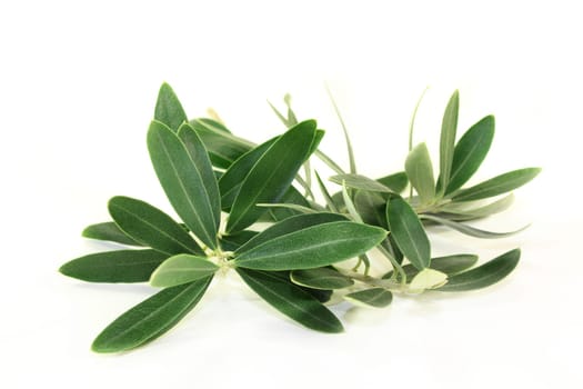 green olive branches against a bright background