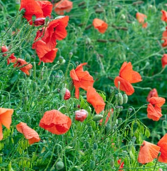 Klatschmohn  Papaver, rhoeas  Ackerpflanzen