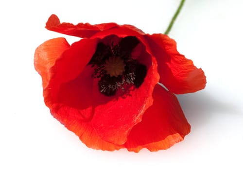 Klatschmohn  Papaver, rhoeas  Ackerpflanzen