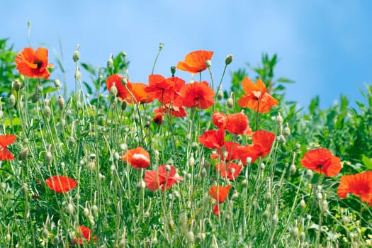 Klatschmohn  Papaver, rhoeas  Ackerpflanzen
