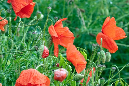 Klatschmohn  Papaver, rhoeas  Ackerpflanzen