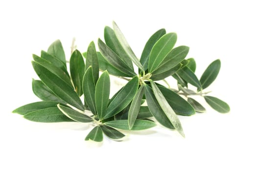 green olive branches against a bright background