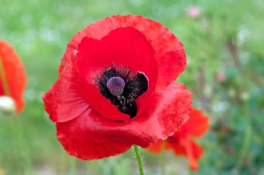 Klatschmohn  Papaver, rhoeas  Ackerpflanzen