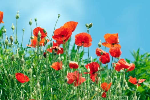 Klatschmohn  Papaver, rhoeas  Ackerpflanzen