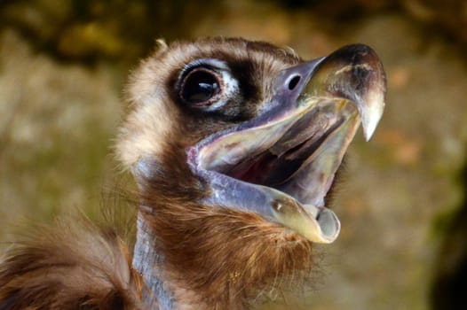 Monk vulture