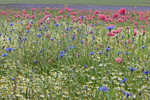Poppy blossom (Papaver somniferum) with cornflowers and chamomile in Germerode am Meißner