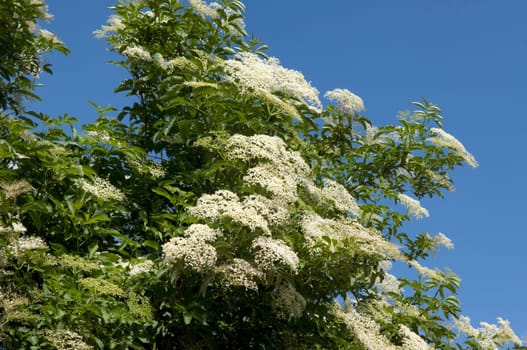Weisser, Holunder  Haschberg  Holunderbeere  Sambucus, nigra  Heilpflanze