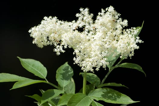 Weisser, Holunder  Haschberg  Holunderbeere  Sambucus, nigra  Heilpflanze