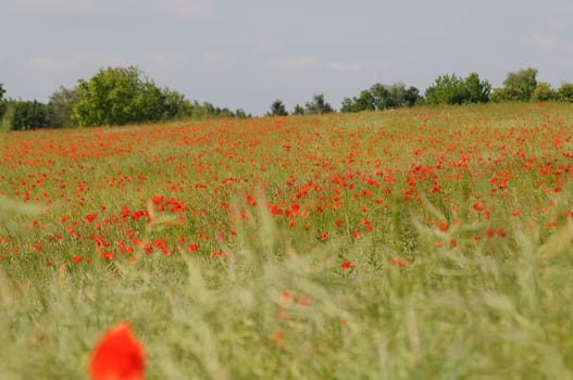 clapping poppy field