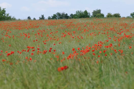 clapping poppy field