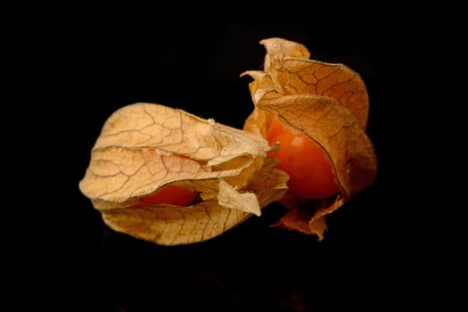 Physalis fruit on a black background