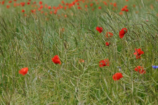 clapping poppy field