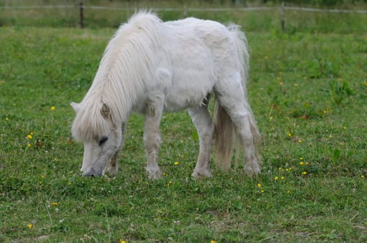 horse on the pasture