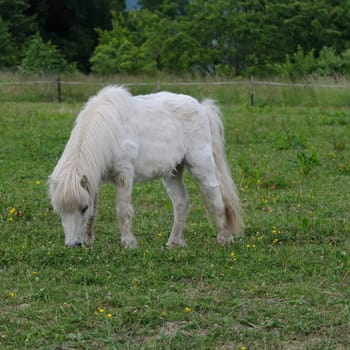 horse on the pasture