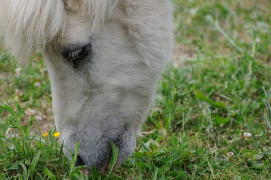 horse on the pasture