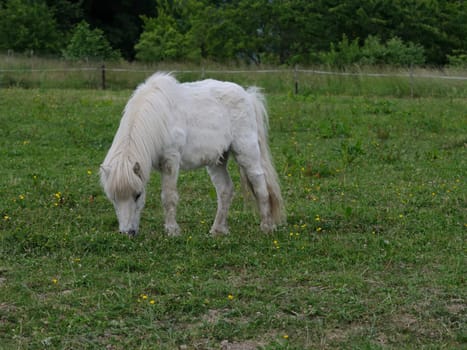 horse on the pasture