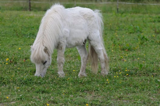 horse on the pasture