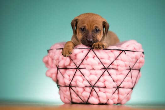 Beautiful happy puppy dog a metal basket