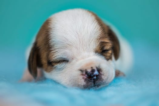 A beautiful little dog sleeps on a blanket