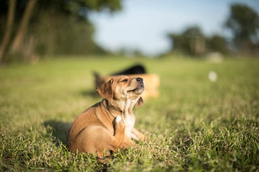 Puppy dog on the grass