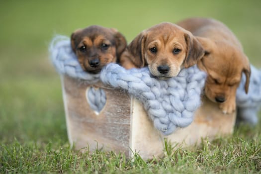 A group of cute puppies in a wooden crate on the grass