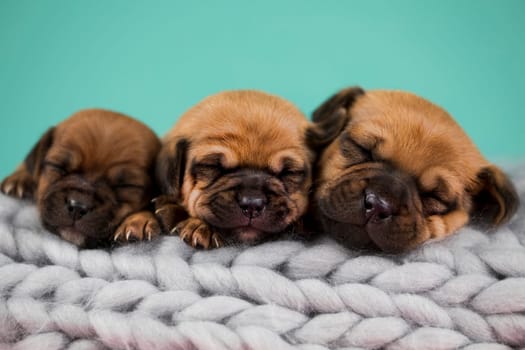 Dogs on a sleeps on a blanket