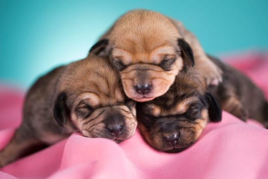 Dog in sleeps on a pink blanket