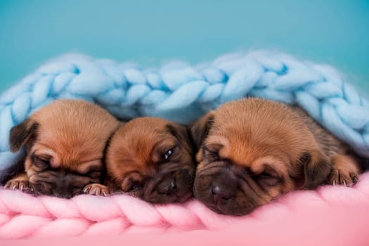 Pet, dog puppy, sleeps on a blanket