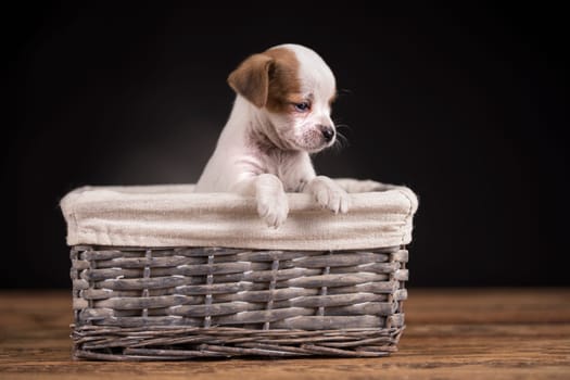 Small dog in a wicker basket