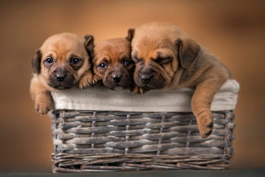 Little dogs in a wicker basket