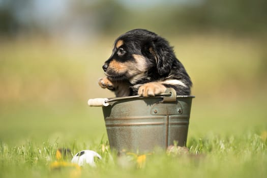 Dog in a metal bucket