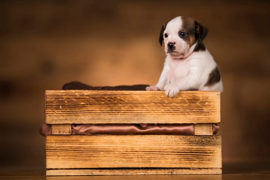 Dog in a wooden crate
