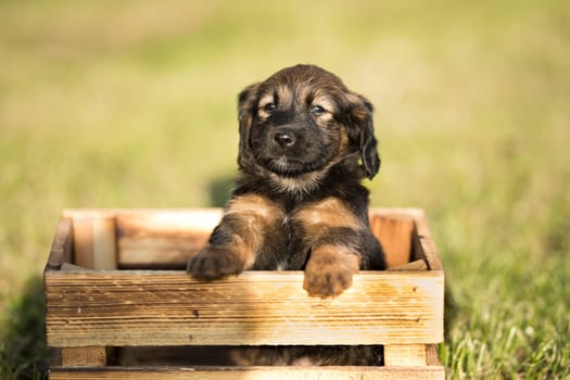 A happy puppy dog a wooden crate on the grass