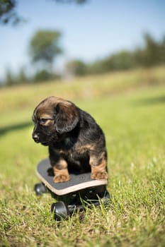 The dog is riding a skateboard on the grass
