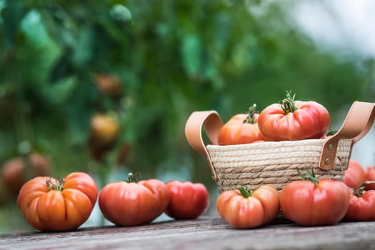 Tomatoes vegetable garden, organic products