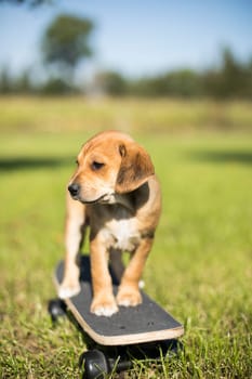 The dog is riding a skateboard on the grass