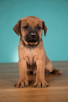 Cute puppy dog, animals concept