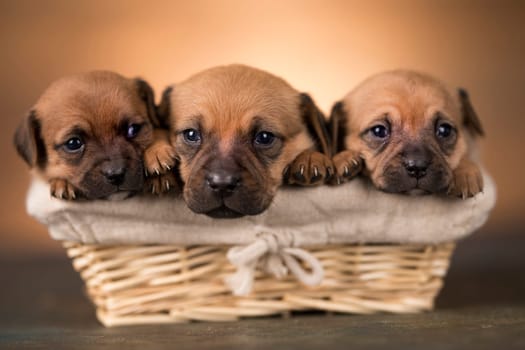 Little dogs in a wicker basket