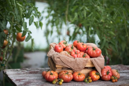 Vegetables, Tomatoes,  on desk in garden
